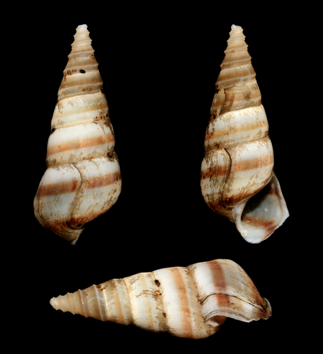 Sharp Hornsnail
