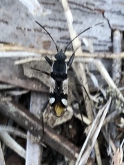 Dieuches maculicollis