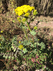 Packera sanguisorbae