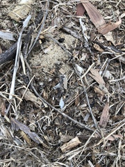 Dieuches maculicollis