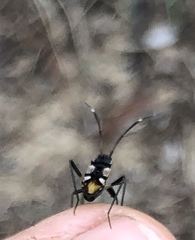 Dieuches maculicollis