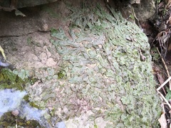 Conocephalaceae