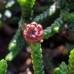 Microcachrys tetragona