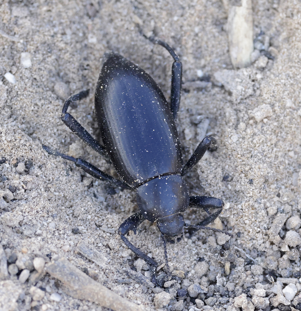 Eleodes mexicana