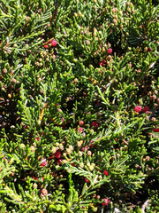 Microcachrys tetragona