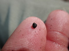 Fluminicola turbiniformis