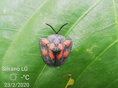 Dorynota sexplagiata