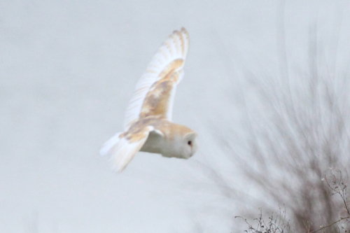 Barn Owl