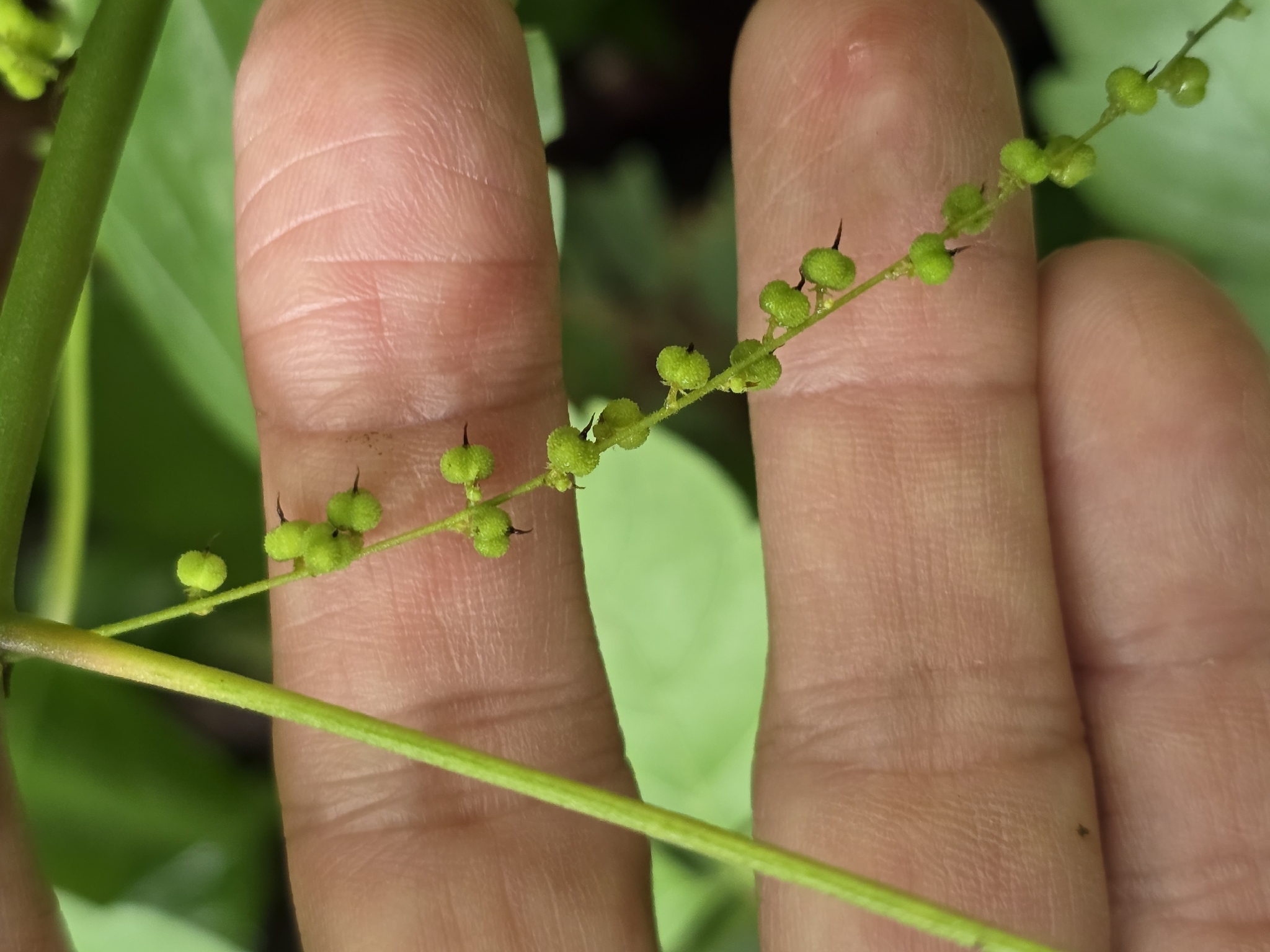 Acalypha villosa Jacq.