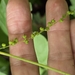 Acalypha villosa