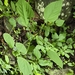 Acalypha villosa 2