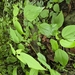 Acalypha villosa 3