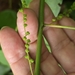 Acalypha villosa 4