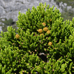 Athrotaxis selaginoides