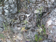 Arrhenatherum elatius