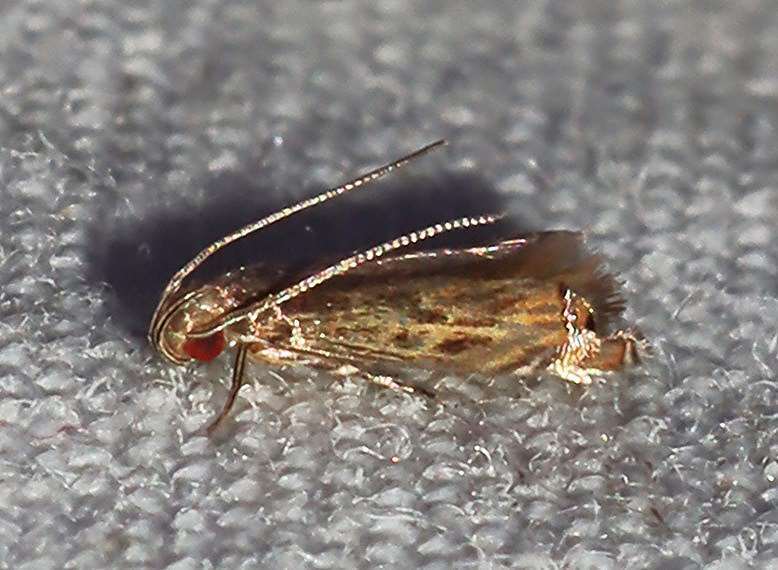 Idiophantis insomnis