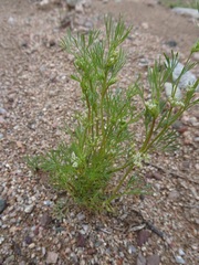 Spermolepis lateriflora