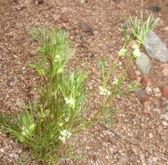 Spermolepis lateriflora