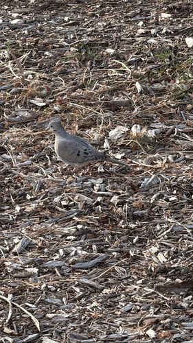 Mourning Dove