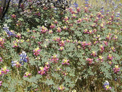 Lupinus stiversii
