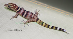 Sphaerodactylus copei
