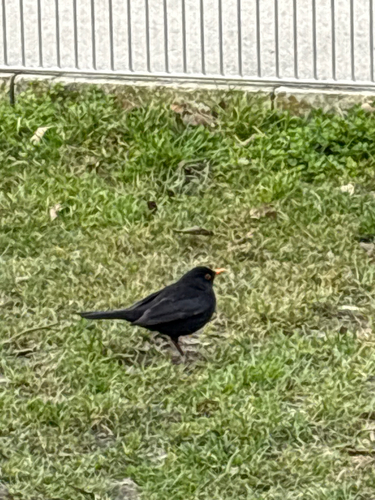Common Blackbird