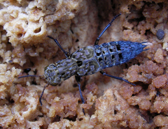 Ontholestes tessellatus