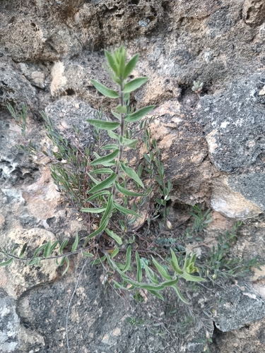 Té de roca (Chiliadenus glutinosus)