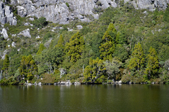 Athrotaxis selaginoides