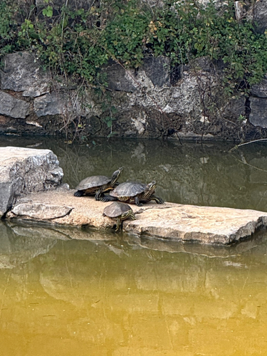 Trachemys scripta