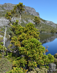 Athrotaxis selaginoides