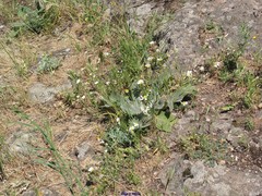 Eryngium campestre