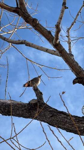 Northern Flicker