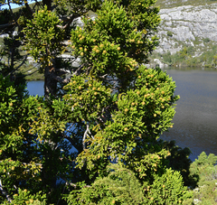 Athrotaxis selaginoides