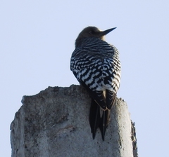 Melanerpes hypopolius