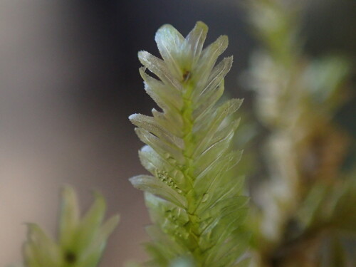 Bigelow's Porotrichum Moss (Porotrichum bigelovii)