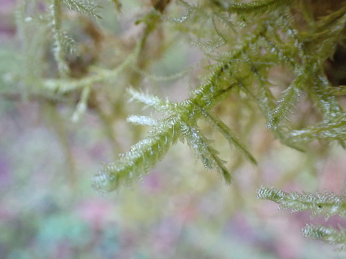 Douglas' Neckera Moss (Neckera douglasii)