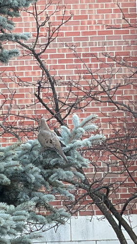 Mourning Dove