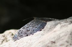 Hamadryas atlantis lelaps