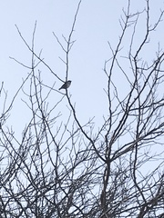 Passer domesticus
