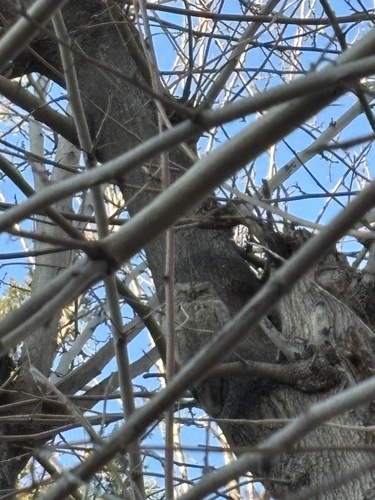 Pallid Scops-Owl