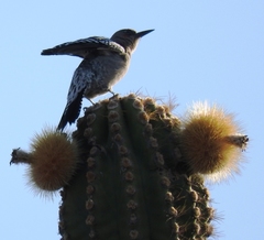 Melanerpes hypopolius