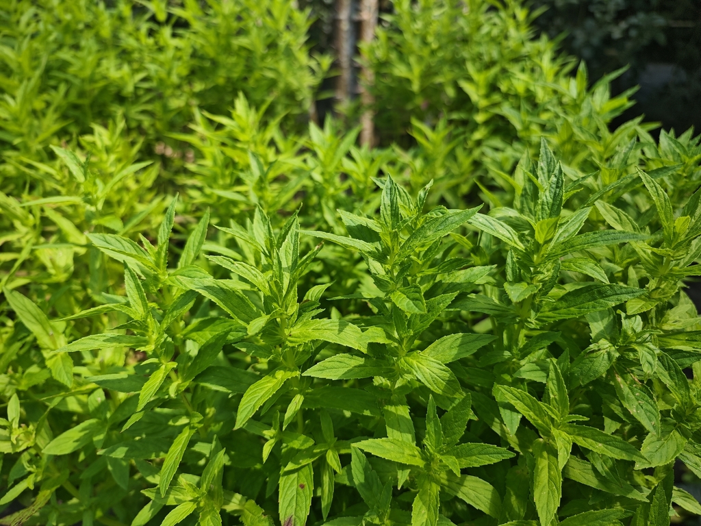 Adenosma bracteosa (Adenosma bracteosa)
