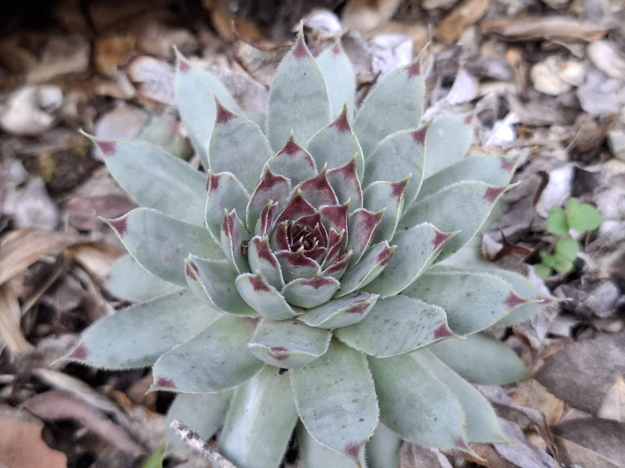 Imagem de Flor pontuda