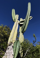 Cereeae