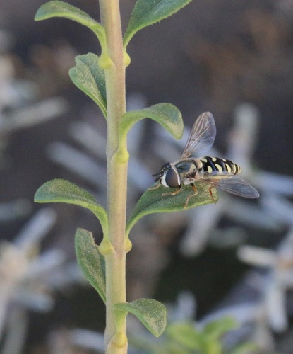 Unknown species found near San Diego, California, United States