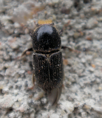 Scolytus
