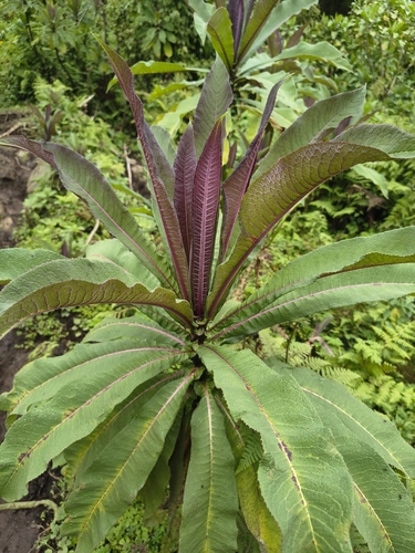Lobelia giberroa