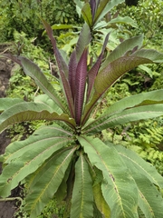 Lobelia giberroa