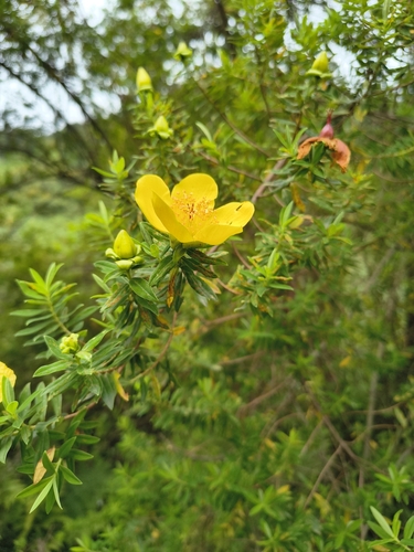 Hypericum revolutum, photograph 3